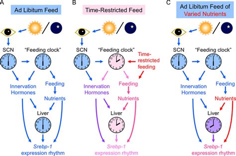 Schematically Represented Hypothesis For Regulatory Mechanisms Of Daily