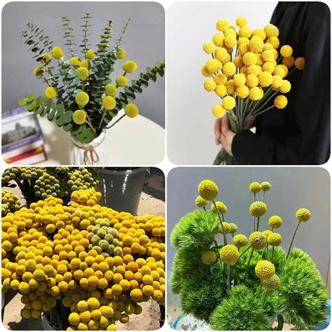 Trommelst Ckchen Craspedia Globosa Trommelstock Samen Blumensamen