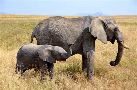 Elefant JUNIOR Deutschland