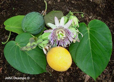 Granadilha Granadilla O Maracujá Doce 12 Sementes P Mudas R 9 98