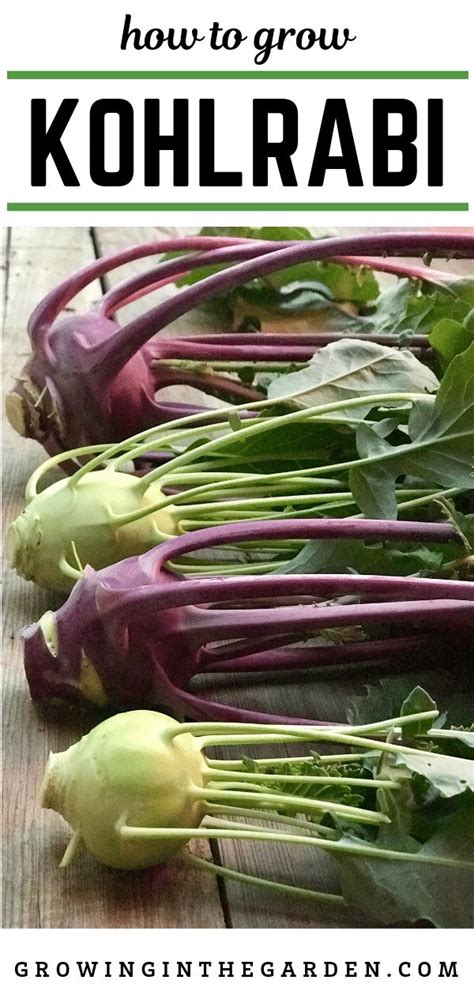 How To Grow Kohlrabi Tips For Growing Kohlrabi Organic Gardening