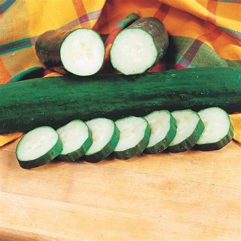 All-Season Burpless Hybrid Cucumber Seeds - Topshopall