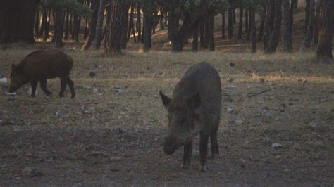 Un Jabal Mat Al Cazador Que Le Hab A Disparado