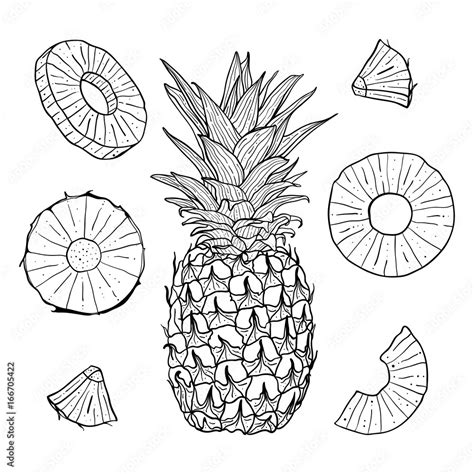 Vector Hand Drawn Pineapple And Sliced Pieces Set Tropical Engraved Style Illustration Stock