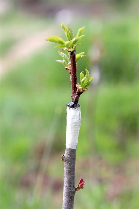 Obstb Ume Schneiden Und Veredeln Welche Methoden Einsetzen