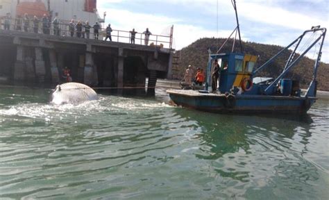 Atiende Profepa Varamiento De Ballena En Guaymas Sonora