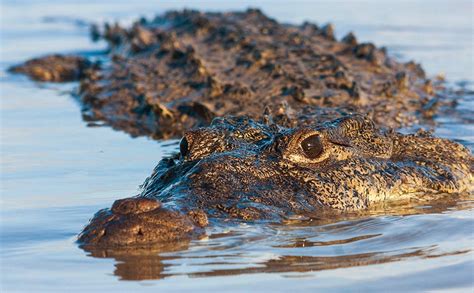 American Crocodile Numbers Grow in Florida - Realtree Camo