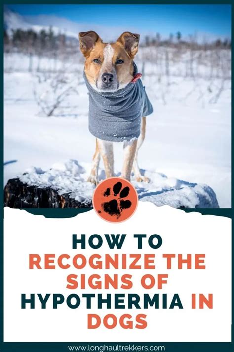 How To Recognize Signs of Hypothermia in Dogs - Long Haul Trekkers