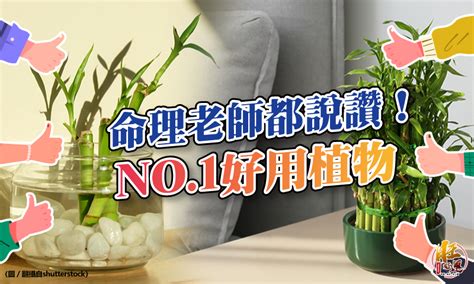 【風水特輯】命理老師都說讚！cp值最高的開運植物是它 幸福空間 賣厝阿明news