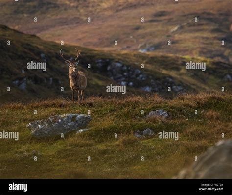 Male red deer stag in the Scottish Highlands, UK Stock Photo - Alamy