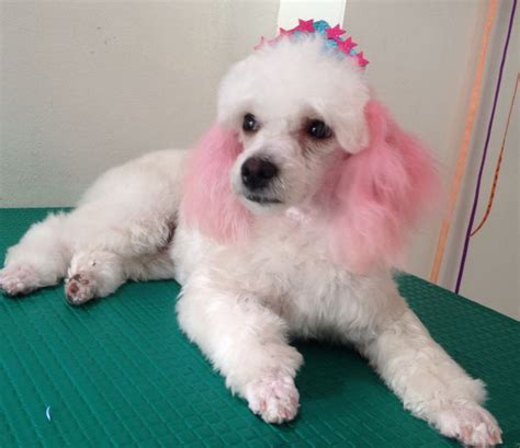 Pin by Carolina Suarez on Grooming | Poodle, Animals, Groomer