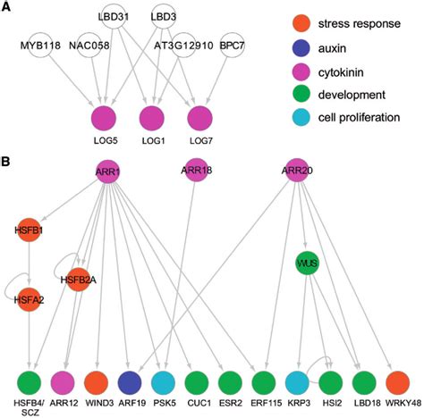 Cytokinin Signaling Pathway