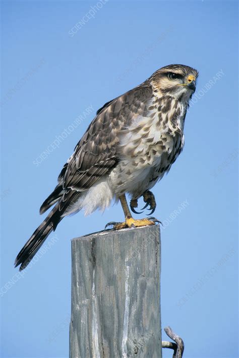 Gray Hawk Stock Image C0039162 Science Photo Library