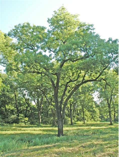 Invest In Your Native Pecan Trees Tpga