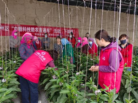 凉州妇联好声音·科技助农｜“巾帼科技助农直通车”把农业技术送到田间地头澎湃号·政务澎湃新闻 The Paper