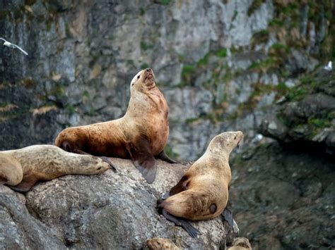 13 Amazing Animals in Alaska to Spot on Your Next Trip | Celebrity Cruises