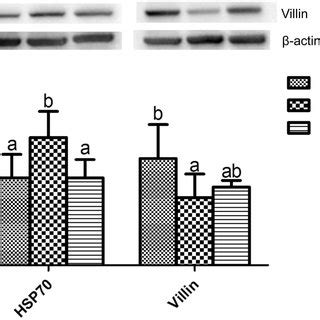 Effects Of Puerarin Pr Administration On Relative Expression Of Hsp