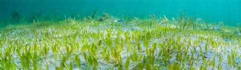 Seagrass Connect With Nature