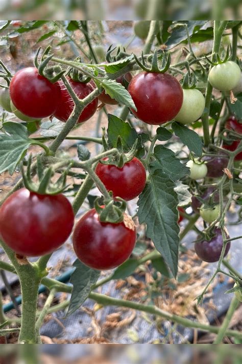 Tomaten Set Freilandtomaten Bio Sorten Samenfest