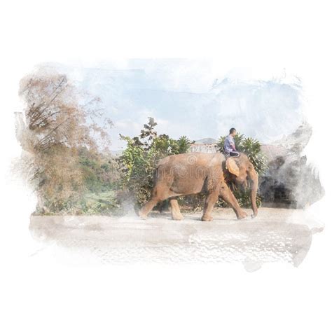 Mahout and elephant. editorial photography. Illustration of brush ...