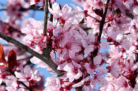 Flores Sakura Flor De Cerejeira Foto Gratuita No Pixabay Pixabay