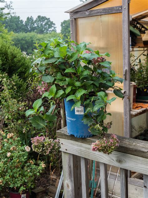 Hydrangea Macrophylla Endless Summer Bloomstruck PIIHM I Flickr