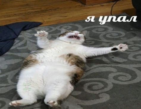 я упал кот | Мемы, Кот, Веселые мемы