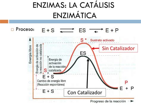 PPT TEMA 5 BIOCATALIZADORES ENZIMAS PowerPoint Presentation Free