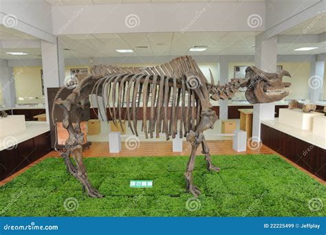 Rhinoceros Fossils editorial stock image. Image of historic - 22225499