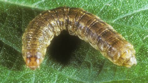 Cutworms The Moonlit Garden Vandals Gardening In The Panhandle