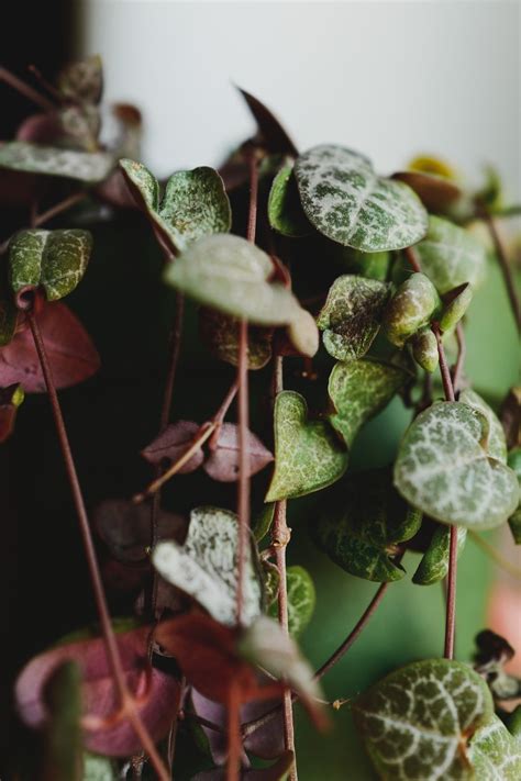 The Comprehensive Guide To Trailing Indoor Plants — The Botanical Archive