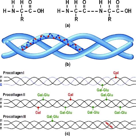 A Amino Acid Structure B Peptide Bond Formation C Schematic Of Download Scientific