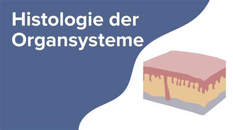 Histologie Der Organsysteme Online Medizin Kurs Lecturio