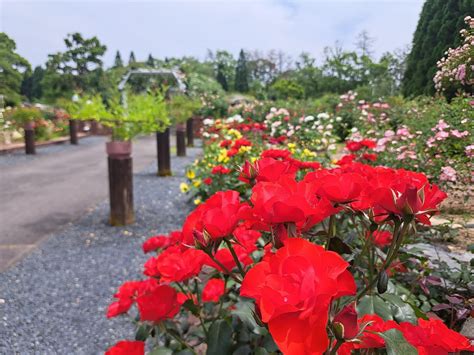 薔薇ップ 湧永満之記念庭園で接待😁 Dshさんのモーメント Yamap ヤマップ