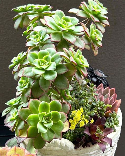 A Guide To Aeonium Plants Beautiful Rosettes And Care Tips