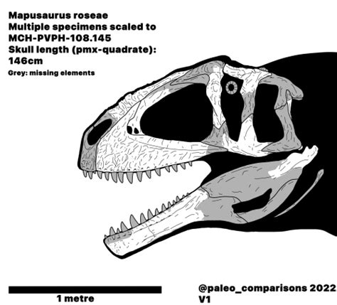 Mapusaurus skull (paleocomparisons) : r/Paleo_Skeletals