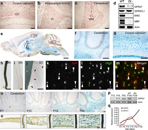 Gpr37 Is Enriched In Myelinating Glia In The Cns A C In Situ