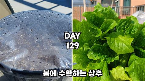 가을에 파종해 3월에 수확하는 월동 상추 How To Harvest Lettuce In Spring Youtube