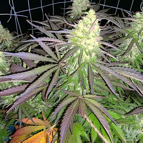 Northern Lights - PHOTO - BULK WHOLESALE MARIJUANA FEM SEEDS