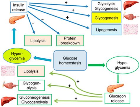 Ijms Free Full Text An Update On The Molecular And Cellular Basis