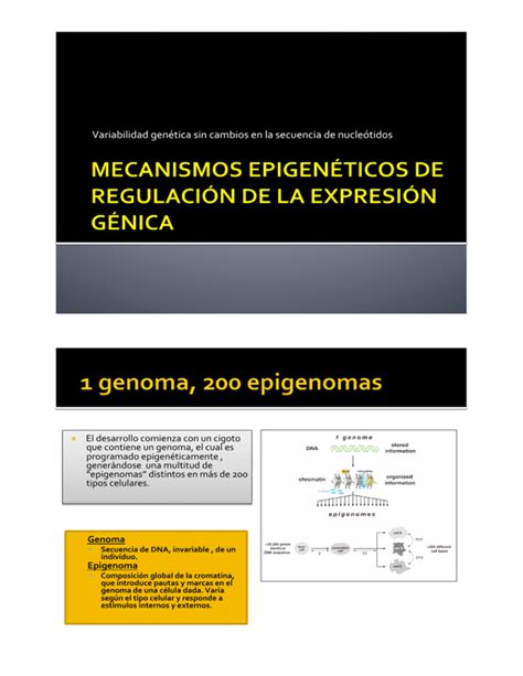 Mecanismos epigenéticos de regulación de la expresión génica pptx