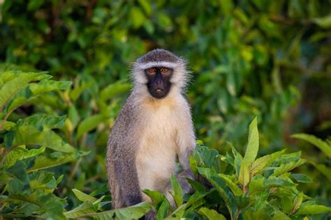 Vervet Monkey — Destination Uganda Travelers