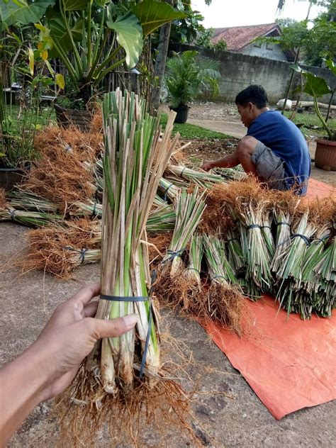 Jual Rumput Vetiver Akar Wangi Bibit Kg Harga Proyek