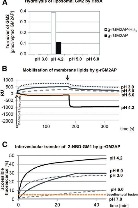 Figure 5 From Membrane Lipids Regulate Ganglioside Gm2 Catabolism And