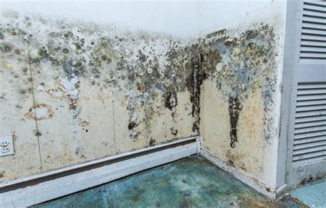 What Does Mold Look Like on Drywall? 7 Signs to Watch Out For | House Grail