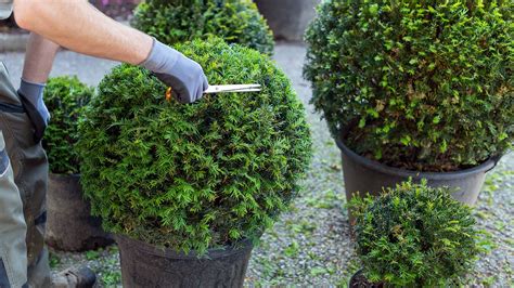 Kugeleibe Kaufen Taxus Baccata Kugel