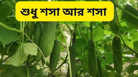 শসার বাম্পার ফলন Youtube