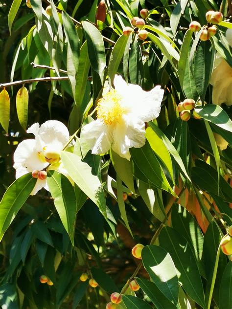 Img Mesua Ferrea Ceylon Ironwood In The Flickr