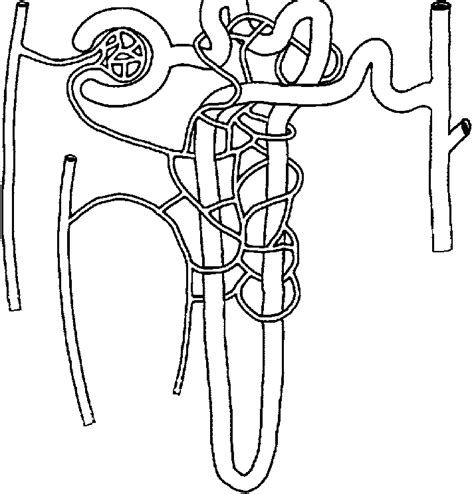 Nephron Drawing Labeled / A Draw The Structure Of A Nephron And Label ...