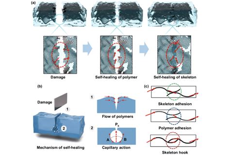 A Schematic Of The Self Healing Process Of Pba Pdms Fgf B Self Healing